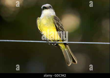 Grande Kiskadee, pitangus sulfuratus, adulti sul filo, Los Lianos in Venezuela Foto Stock