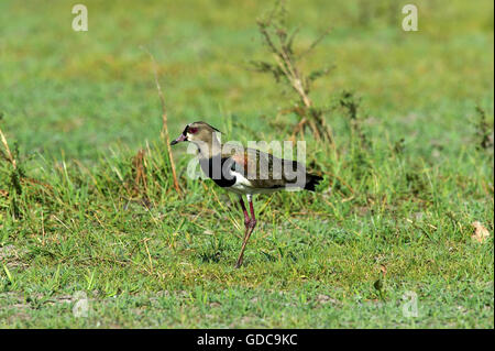 Southern pavoncella, vanellus chilensis, adulto su erba, Los Lianos in Venezuela Foto Stock