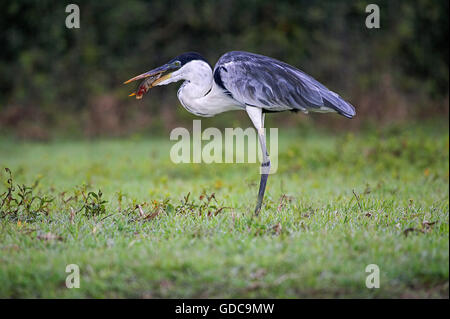 White-Necked Heron, ardea cocoi, pesce nel becco, Los Lianos in Venezuela Foto Stock