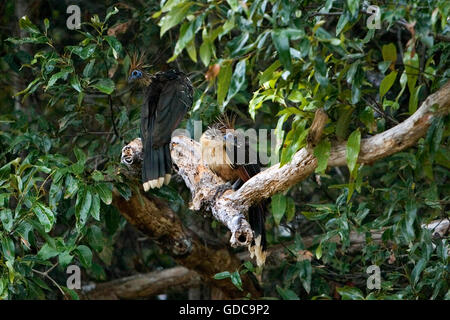 Hoatzin, opisthocomus hoazin, adulti sul ramo, Los Lianos in Venezuela Foto Stock