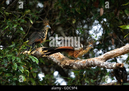 Hoatzin, opisthocomus hoazin, adulti sul ramo, Los Lianos in Venezuela Foto Stock