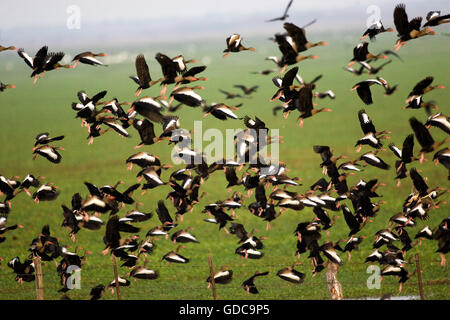 Sibilo Red-Billed Duck, dendrocygna automnalis, Gruppo in volo, Los Lianos in Venezuela Foto Stock