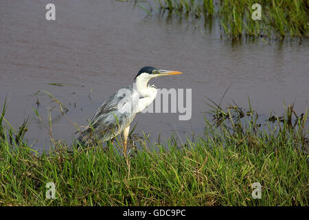 White-Necked Heron, ardea cocoi, adulto nella palude, Los Lianos in Venezuela Foto Stock