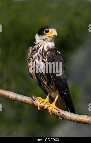 Eurasian Hobby, falco Subbuteo®, adulti sul ramo, Normandia Foto Stock
