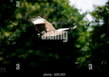 Palm-Nut avvoltoio, Gypohierax angolensis, adulti in volo Foto Stock