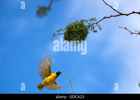 Mascherato meridionale-Weaver, Ploceus velatus, maschio in volo, lavorando sul Nido, Namibia Foto Stock