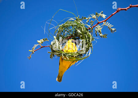 Mascherato meridionale-WEAVER Ploceus velatus, edificio adulti nido, NAMIBIA Foto Stock