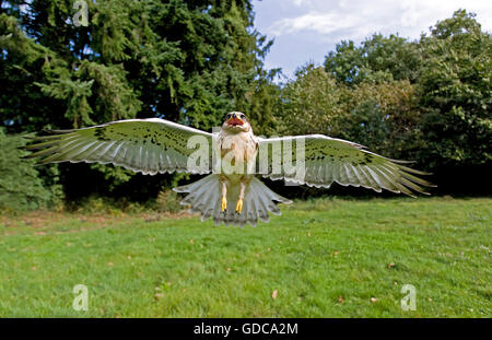 Falco ferruginosa, buteo regalis, in volo Foto Stock