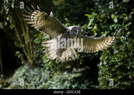 Grande Gufo grigio, strix nebulosa, adulti in volo Foto Stock