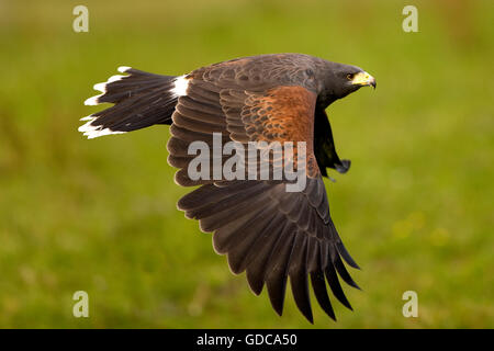 Harris Hawk, parabuteo unicinctus in volo Foto Stock
