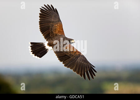 Harris Hawk, parabuteo unicinctus, in volo Foto Stock