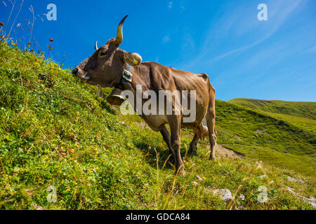 Regione di Allgäu,Algovia Alpi,Allgäu bovini marrone,prateria alpina,Baviera,vicino a Oberstdorf,Bos primigenius taurus,marrone,bestiame germe Foto Stock