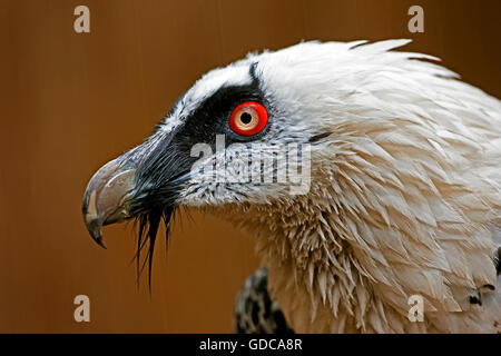 Gipeto, Gypaetus barbatus, testa di adulto Foto Stock