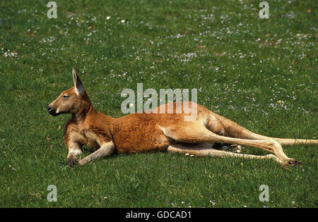 Canguro rosso, macropus rufus, adulto che stabilisce di erba Foto Stock