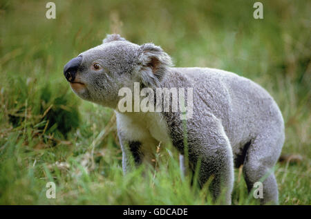 Il Koala phascolarctos cinereus, adulti sull'erba Foto Stock