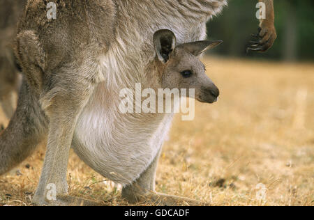 Grigio orientale KANGAROO macropus giganteus, femmina con Joey nella sacca, AUSTRALIA Foto Stock