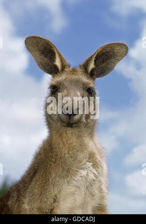 Grigio orientale canguro, macropus giganteus, Ritratto di adulto, Australia Foto Stock