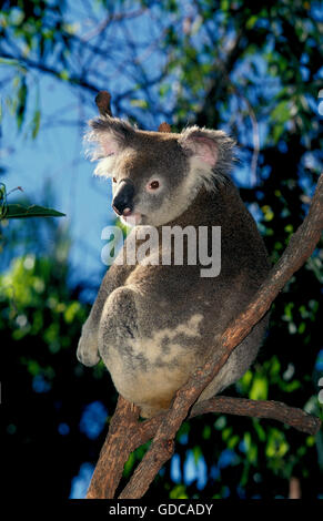 Il Koala, phascolarctos cinereus, adulti sul ramo Foto Stock