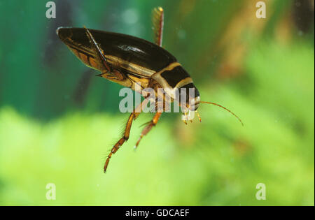 Grande DIVING BEETLE dytiscus marginalis, Francia Foto Stock