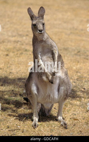 Grigio orientale KANGAROO macropus giganteus Foto Stock