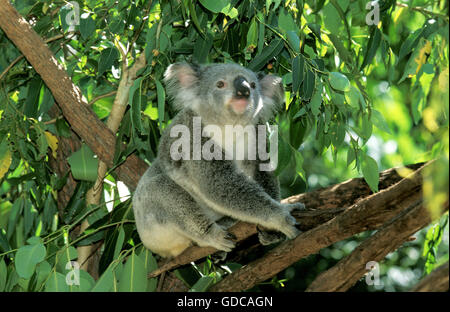 Il Koala, phascolarctos cinereus, adulti sul ramo Foto Stock