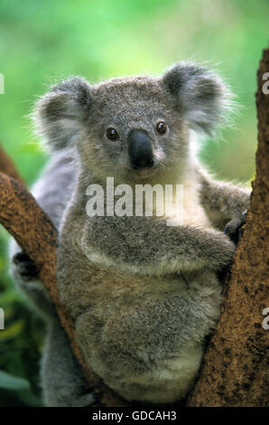 Il Koala, phascolarctos cinereus, adulti sul ramo Foto Stock