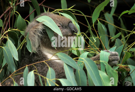 Il Koala phascolarctos cinereus, adulto mangiano foglie di eucalipto, AUSTRALIA Foto Stock