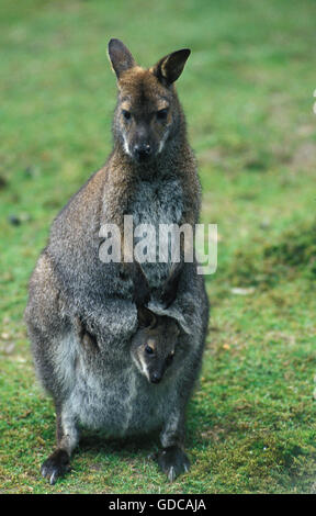 Il Bennett's Wallaby, macropus rufogriseus, Madre con Joey in una custodia Foto Stock