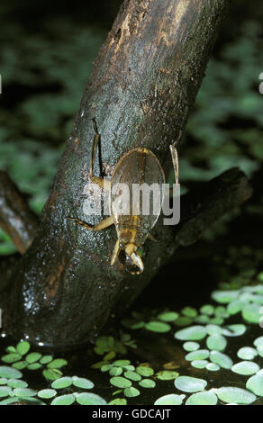 Acqua Bug, abedus herberti, adulto, Florida Foto Stock