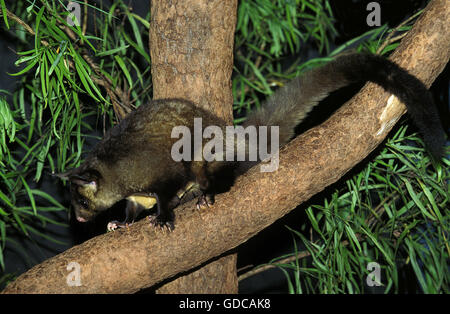 Ventre giallo Glider, petaurus australis Foto Stock