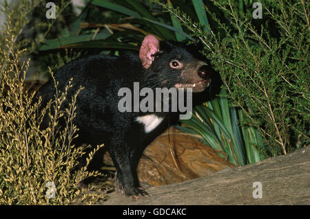 Diavolo della Tasmania sarcophilus harrisi, AUSTRALIA Foto Stock