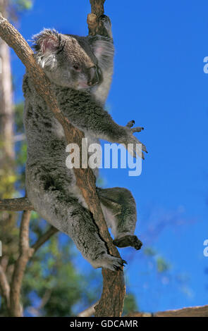 Il Koala, phascolarctos cinereus, adulto seduto sul ramo, Australia Foto Stock