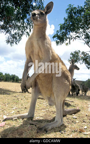 Grigio orientale canguro, macropus giganteus, Australia Foto Stock