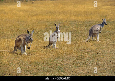 Canguro rosso, macropus rufus, adulti, Australia Foto Stock