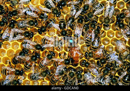 Il miele delle api, Apis mellifera, Bee hive che mostra la regina con il punto blu Foto Stock