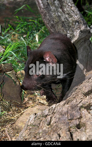 Diavolo della Tasmania, sarcophilus harrisi, Australia Foto Stock
