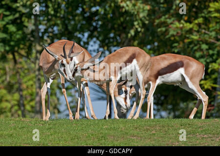 Springbok, Antidorcas marsupialis, gruppo di erba Foto Stock