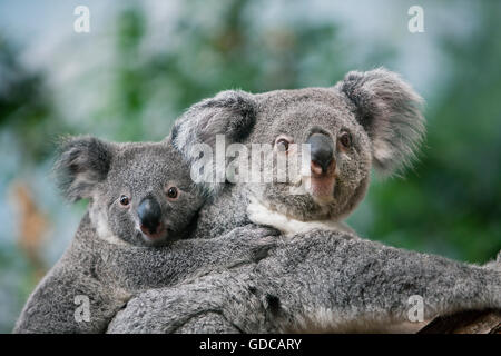 Il Koala, phascolarctos cinereus, femmina giovane portante sulla sua schiena Foto Stock