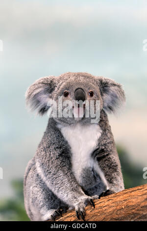 Il Koala, phascolarctos cinereus, Madre seduta sul ramo Foto Stock