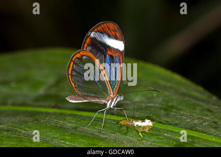 Glasswing Butterfly, Greta oto, adulti sulla lamina Foto Stock