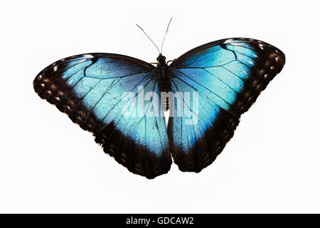 Blue Morpho, morpho peleides, Butterfly con ali aperte contro uno sfondo bianco Foto Stock