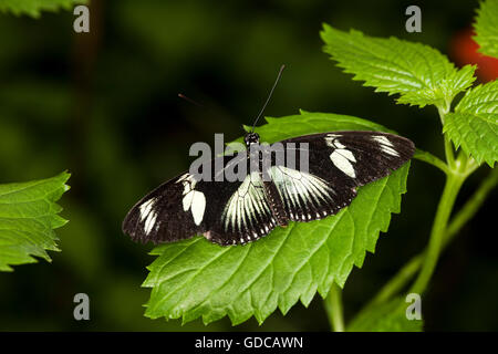 A coda di rondine africana, papilio Dardano, farfalla sulla foglia Foto Stock