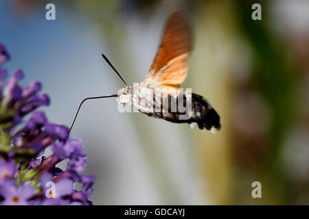 Hummingbird Hawk Moth, macroglossum stellatarum, adulti in volo, alimentando il fiore, Normandia Foto Stock