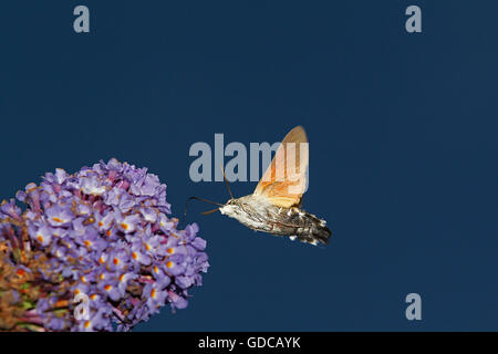 Hummingbird Hawk Moth, macroglossum stellatarum, adulti in volo, alimentando il fiore, Normandia Foto Stock