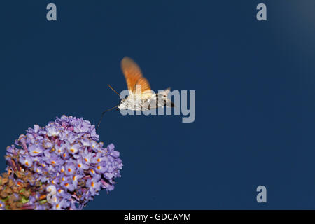 Hummingbird Hawk Moth, macroglossum stellatarum, adulti in volo, alimentando il fiore, Normandia Foto Stock