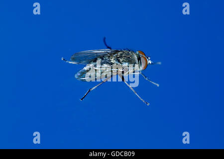 Housefly, Musca domestica, Normandia Foto Stock