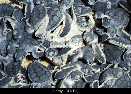 Tartaruga Verde Chelonia Mydas, i neonati in incubatrice, MALAISIA Foto Stock