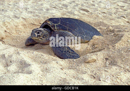 Per Tartarughe Marine, caretta caretta, Femmina mettendo la sabbia sul suo uova, dopo la loro posa in opera, Australia Foto Stock