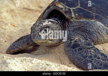 Per Tartarughe Marine, caretta caretta, Femmina mettendo la sabbia sul suo uova, dopo la loro posa in opera, Australia Foto Stock