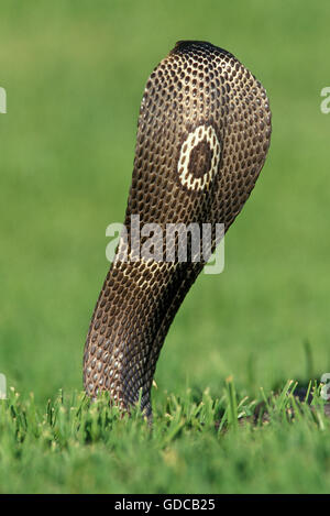 COBRA indiano naja naja, LA PARTE POSTERIORE DELLA TESTA, adulto in posizione difensiva Foto Stock